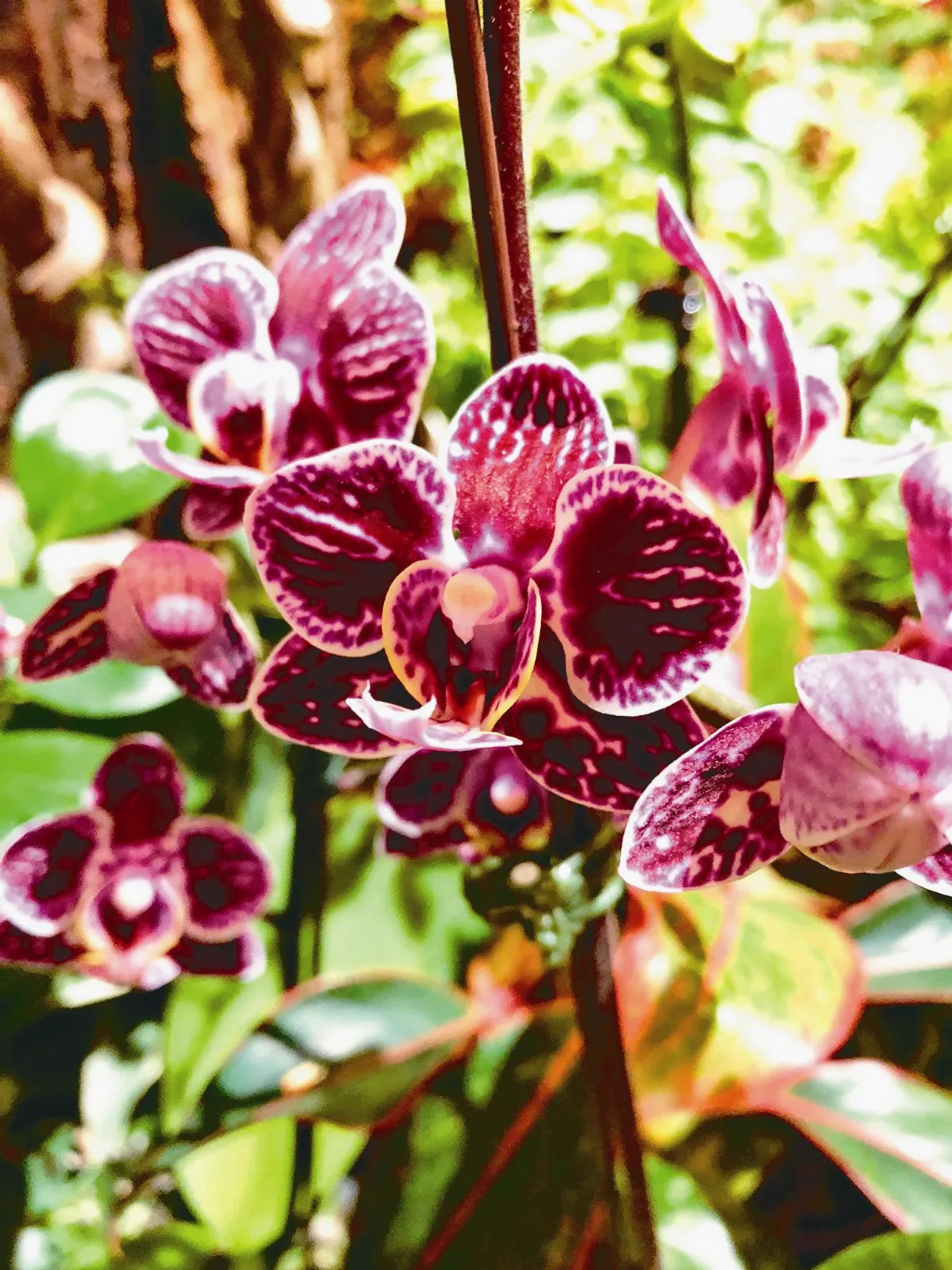 【愛植栽】養蘭不生氣