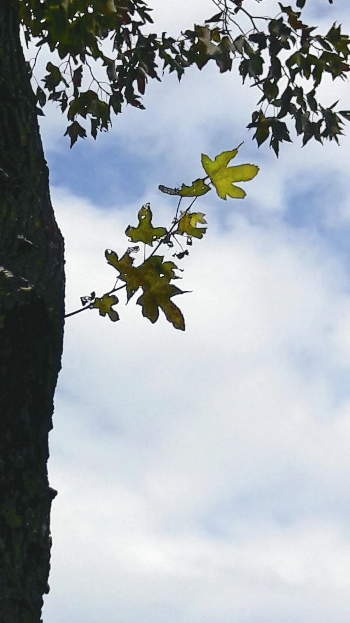 生命畫語   心的高度