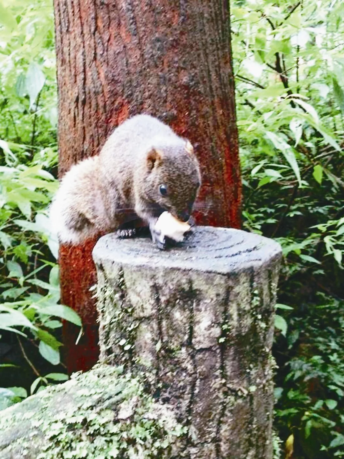 遊客餵松鼠 害死柳杉林
