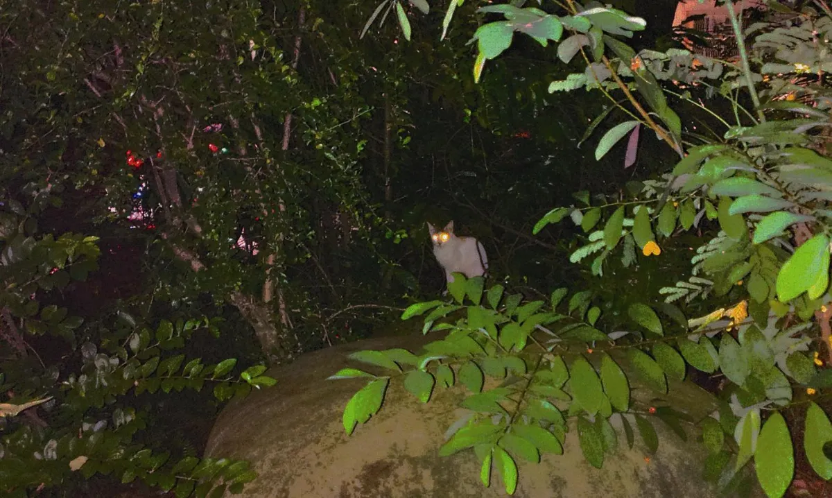 夏日 7-8月 主題徵文  雨中的貓咪