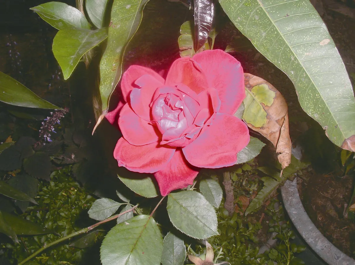 天然園 粉紅夏日玫瑰酥