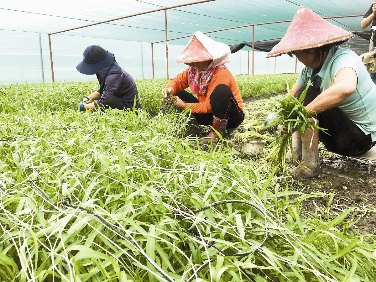 農損逾5千萬元 畜禽多於蔬果