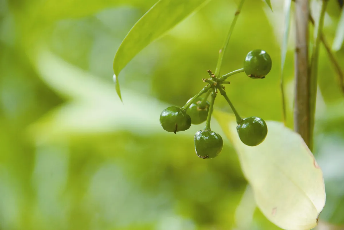 植物聯合國  龍血樹家族—油點木