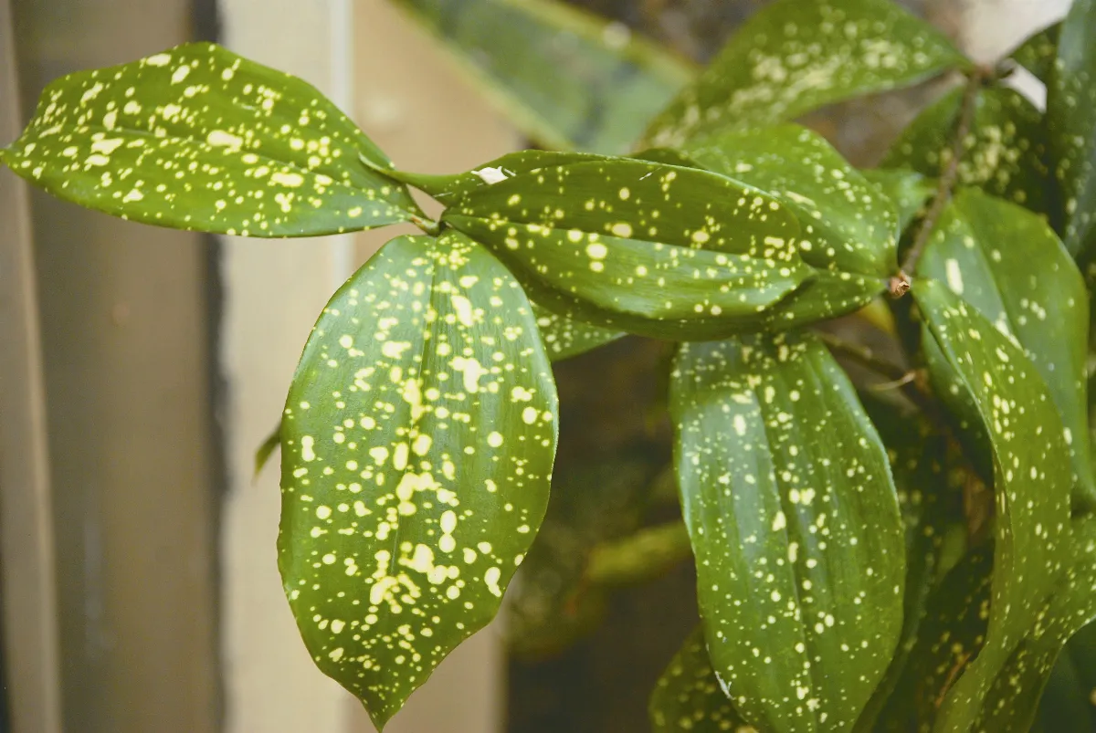 植物聯合國  龍血樹家族—油點木