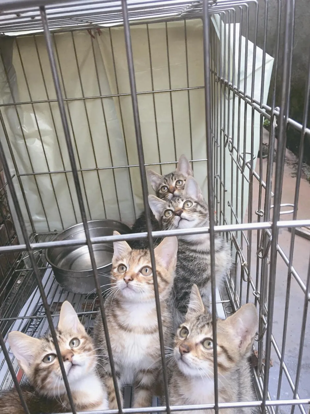寵物一家親   貓的生活小品集