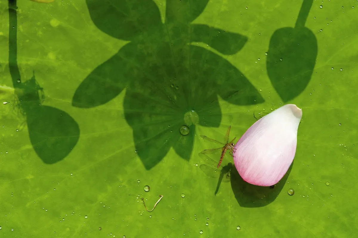 行由品第一 問題講解4