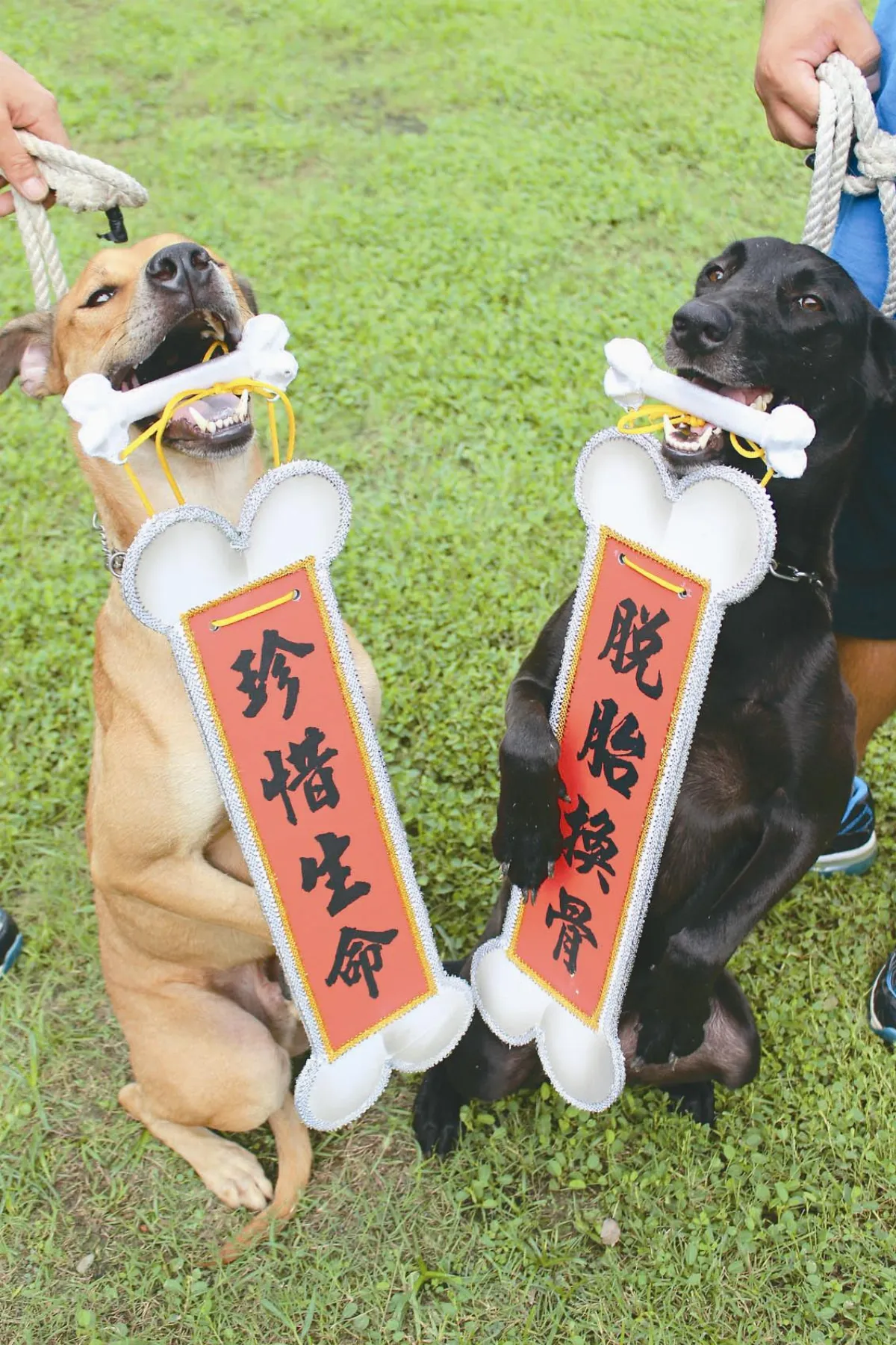 浪浪走進監獄 讓收容人重生