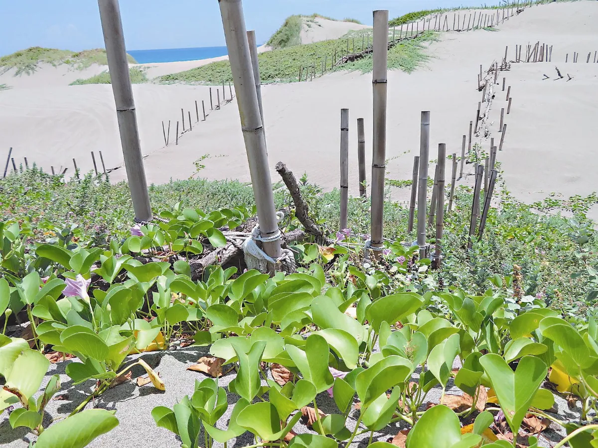 銀合歡變堆砂籬 殘材再利用