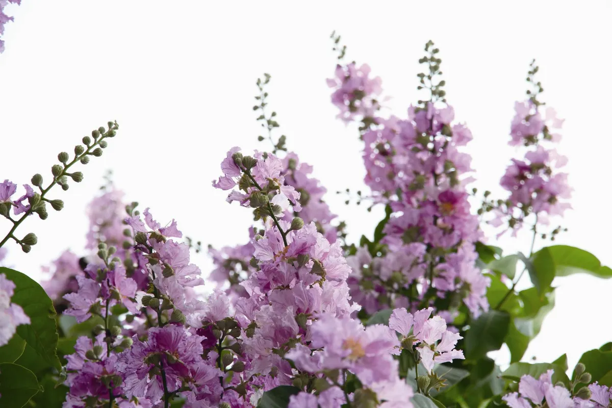 紅塵禪煙   勇氣