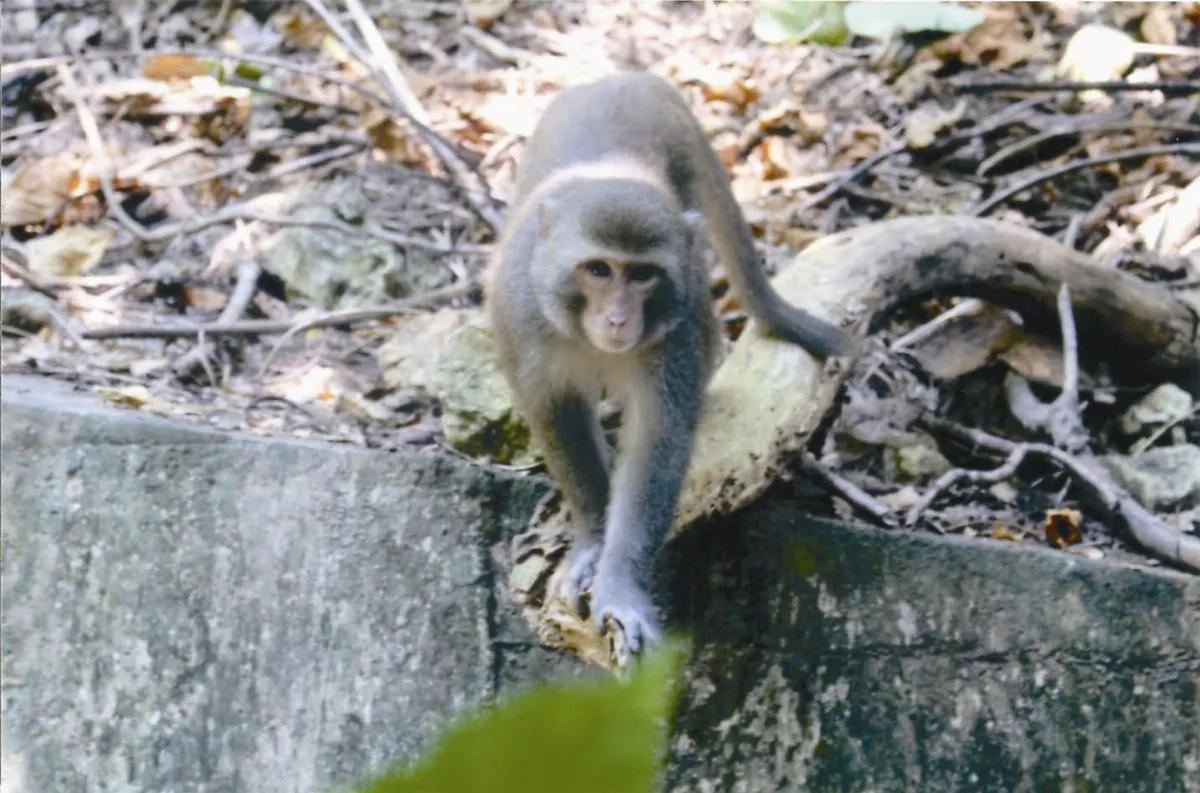 當野生猴成闖將……