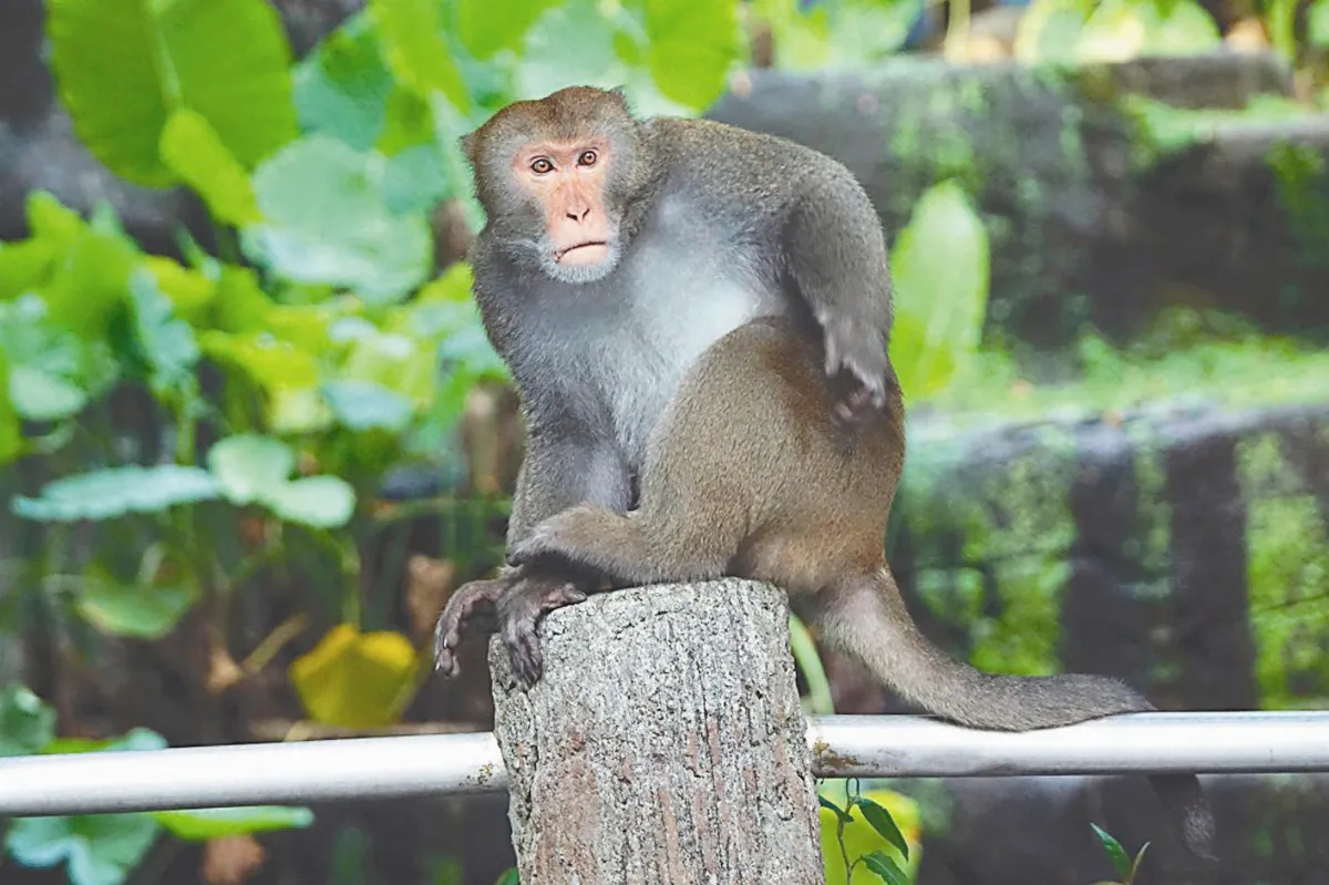 北市動物園 野猴侵擾水獺