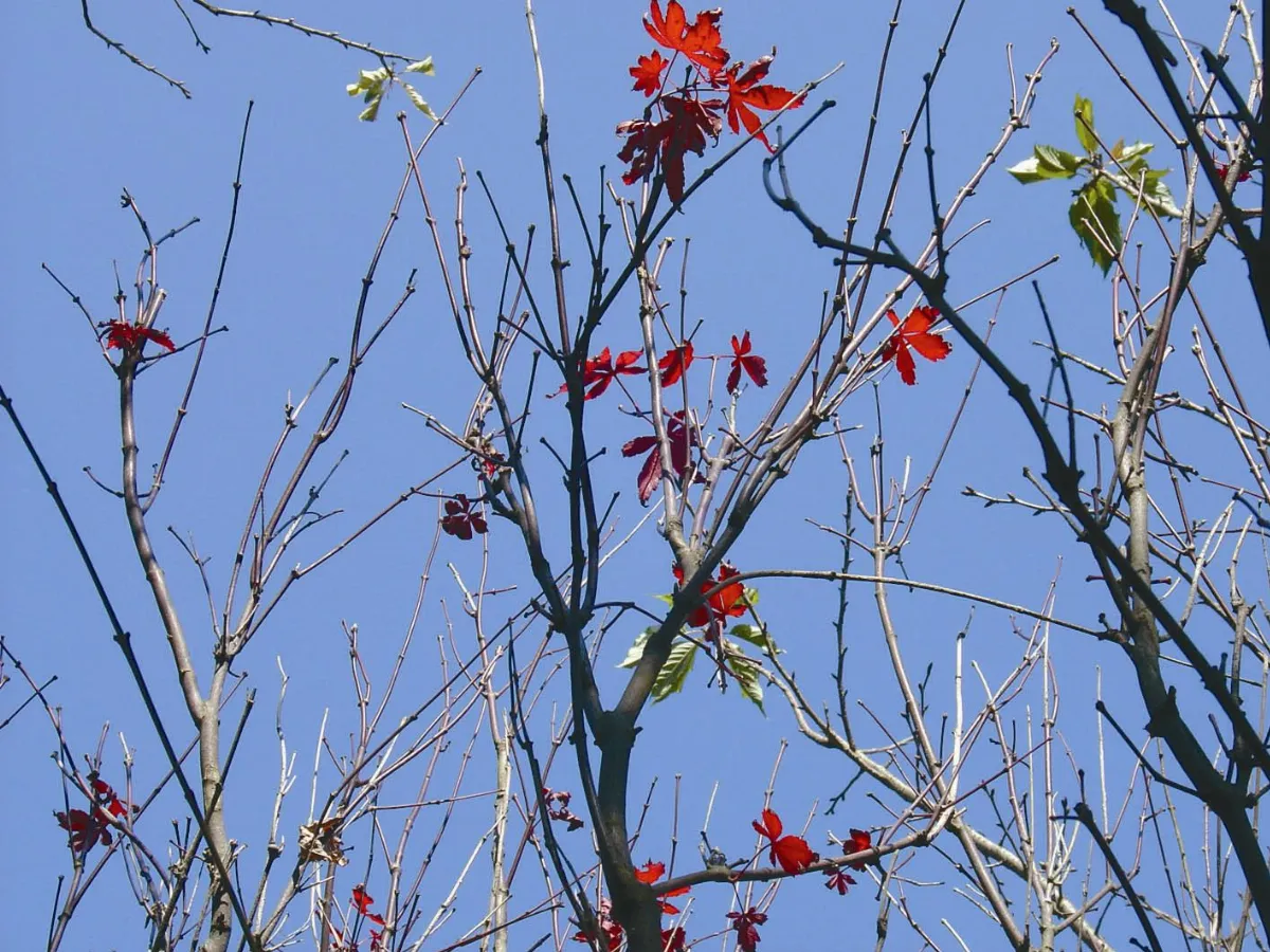 秋日 9-10月 主題徵文   秋實