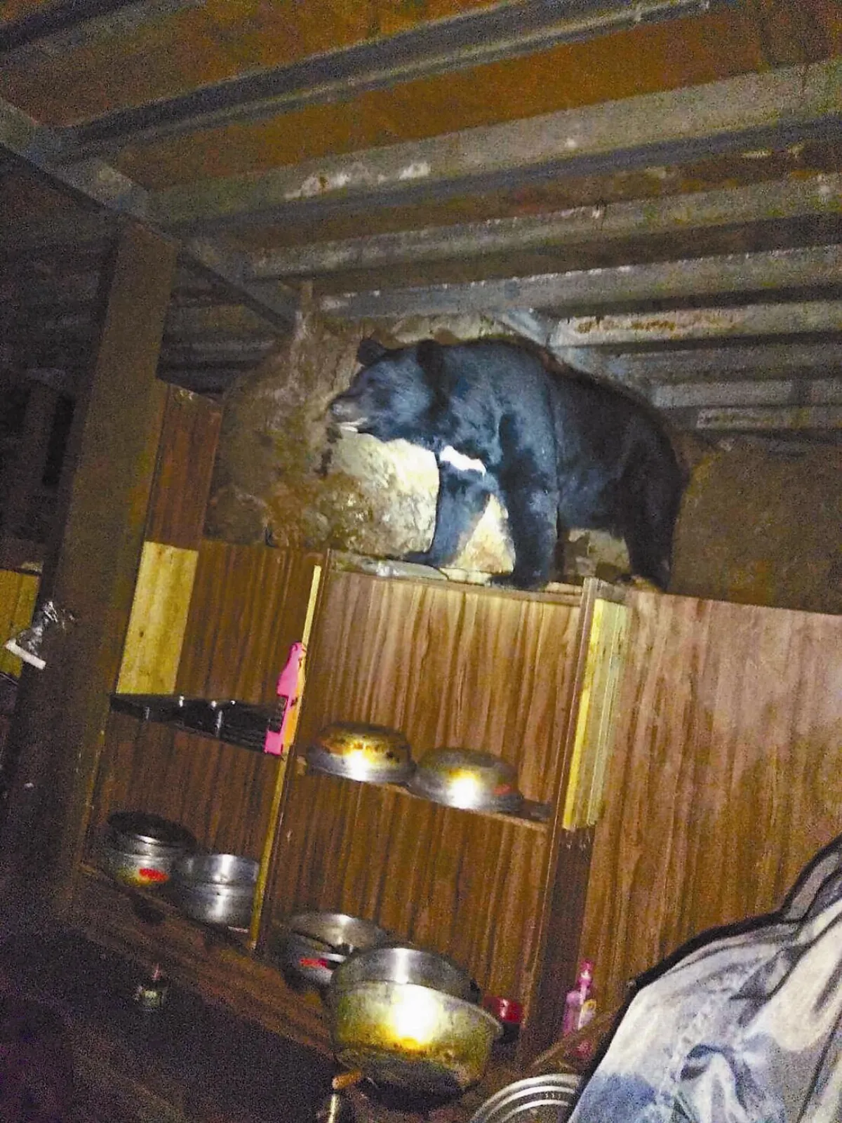 防黑熊出沒 要杜絕人類食物