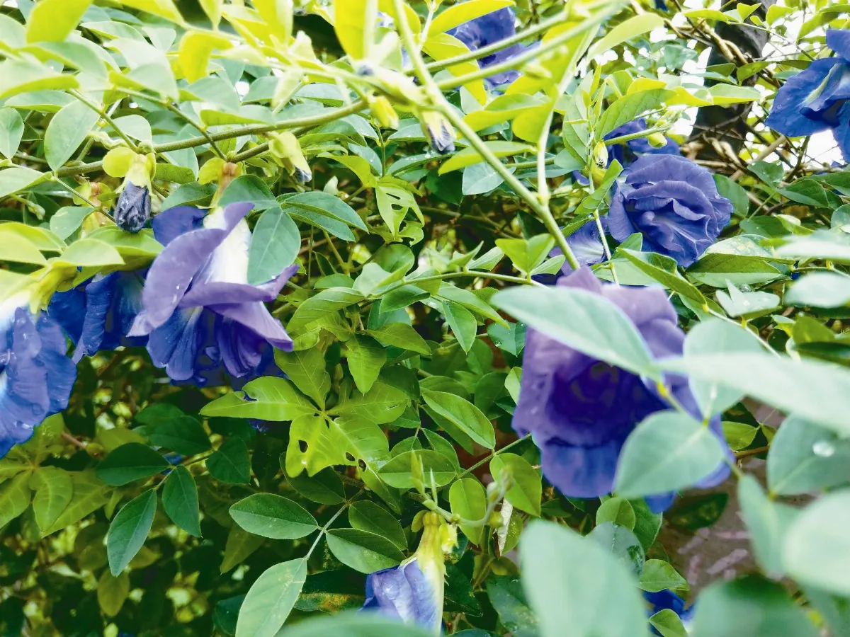 植物教室  蝶豆花