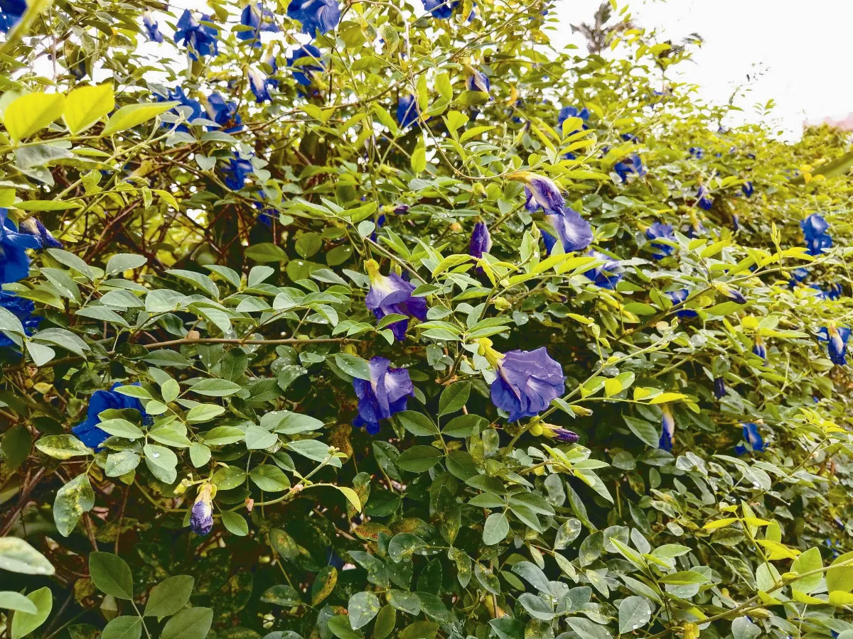 植物教室  蝶豆花