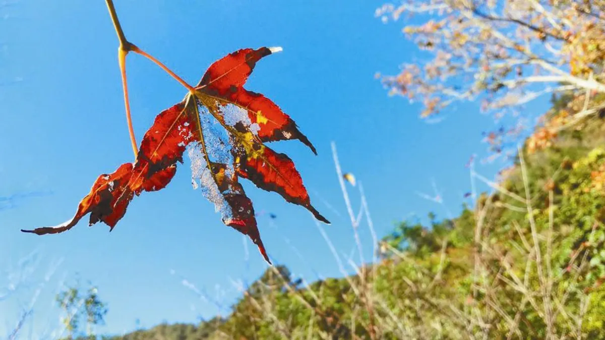 秋日 9-10月主題徵文 知秋