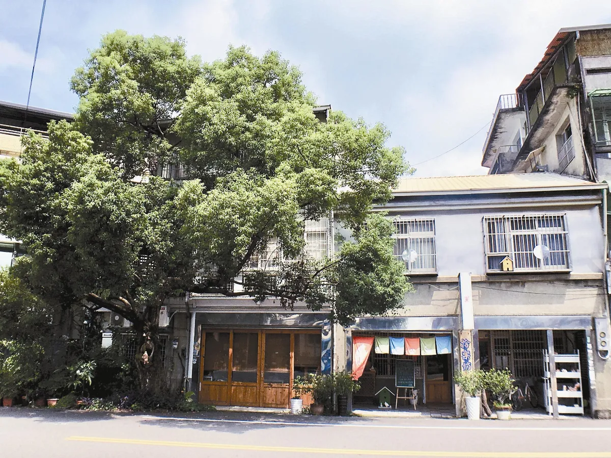 屋齡、樹齡逾80 老樟樹伴咖啡館