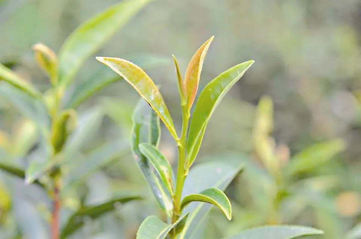 紅玉接班人 台茶23號對外徵名