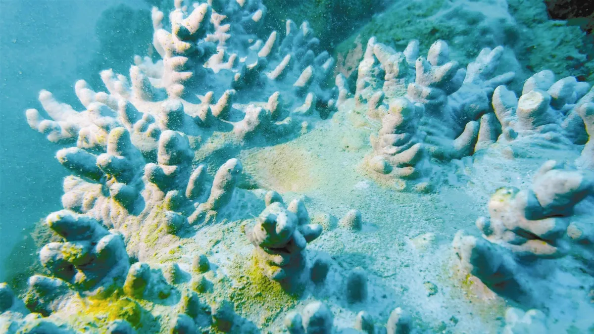 土石流入海 墾丁珊瑚蒙泥沙