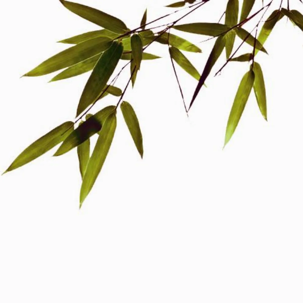 六祖壇經講話 般若品第二  問題講解 ❷