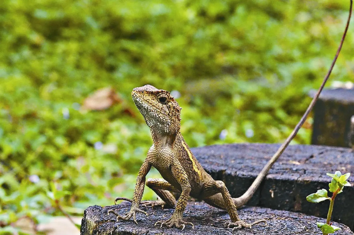 生態攝影 台北植物園裡的 夏日精靈