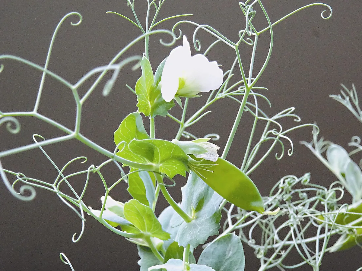 異鄉食情 豌豆的故事