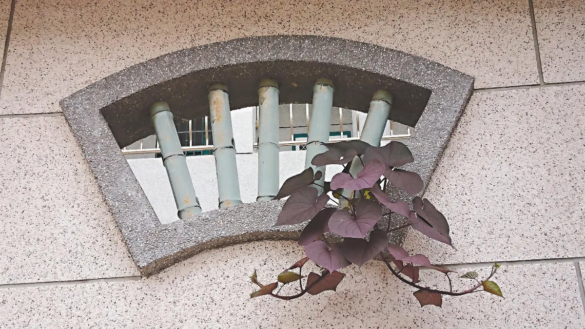 生活快門 美麗的窗簾