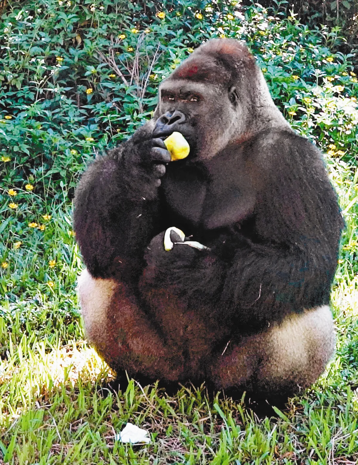 台北市立動物園慶中秋 大貓熊吃月餅 黑熊剝柚子