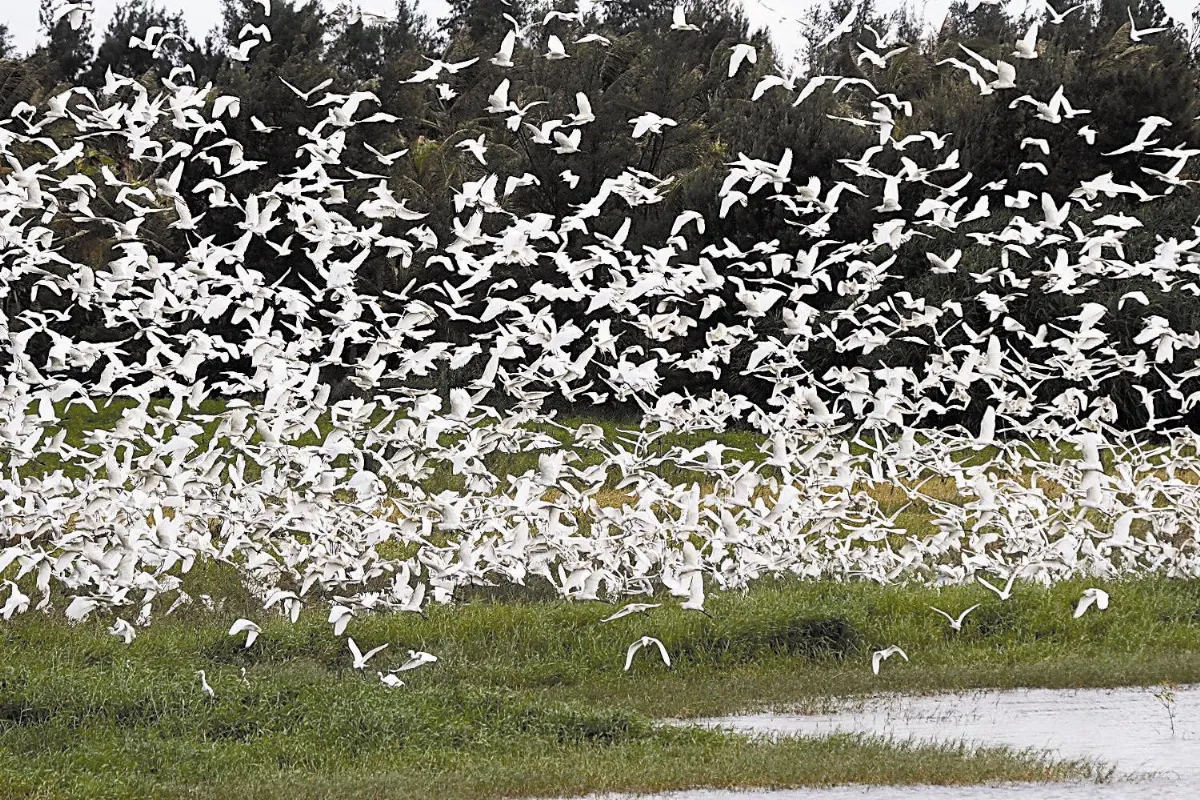 恆春龍鑾潭 白鷺鷥群飛奇景