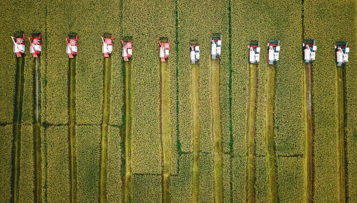 種稻像養小孩 新米王誕生