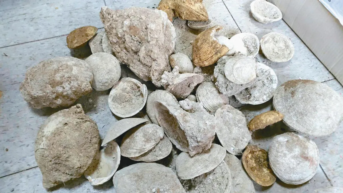 大雨沖塌邊坡 發現逾萬年化石