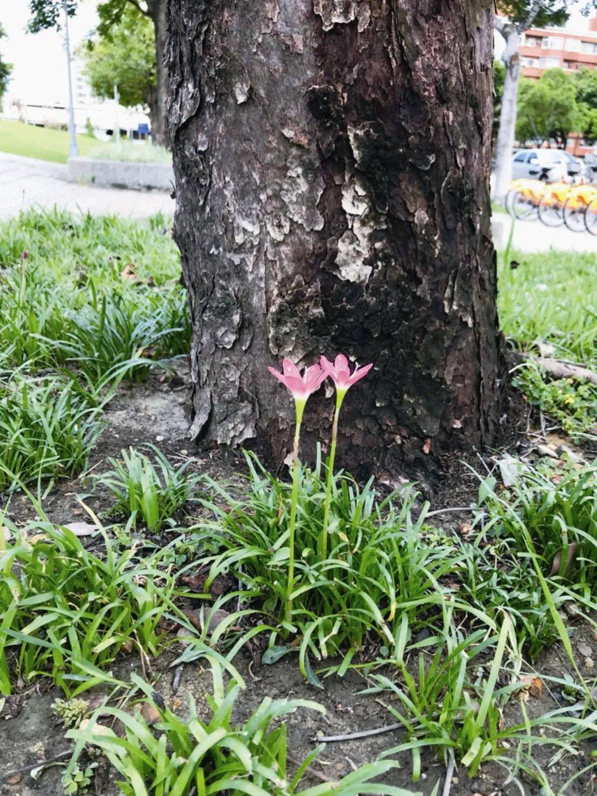 生活 快門  惦惦ㄚ開 慢慢ㄚ水