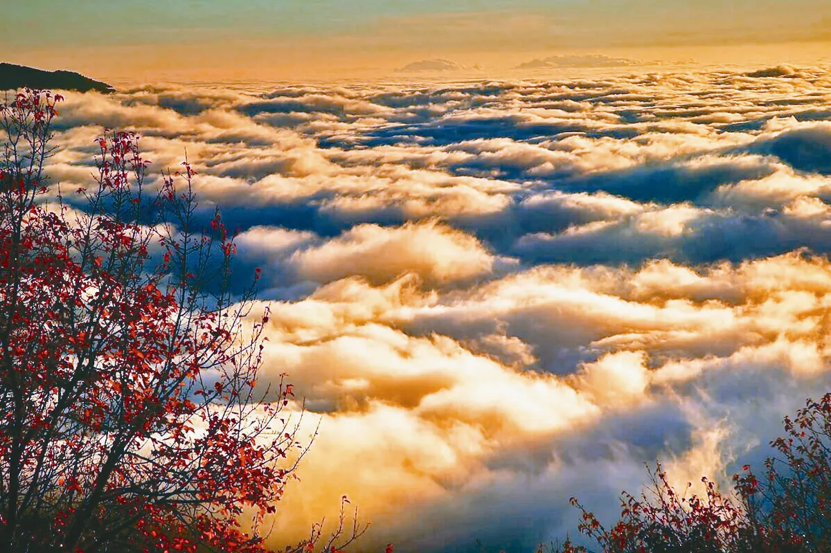秋天阿里山  賞楓紅雲海