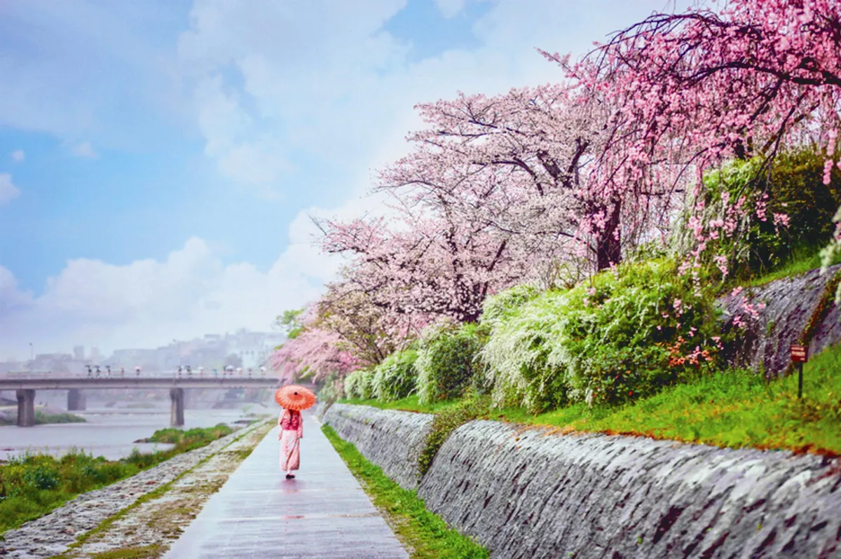 日本明年花粉量 估今年3倍
