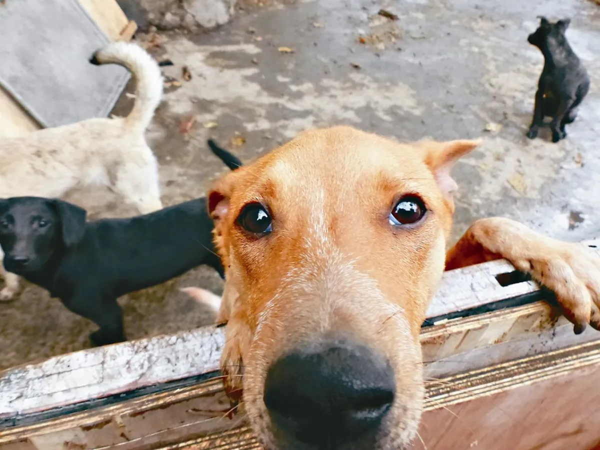 英暖心夫妻 花光積蓄救流浪犬