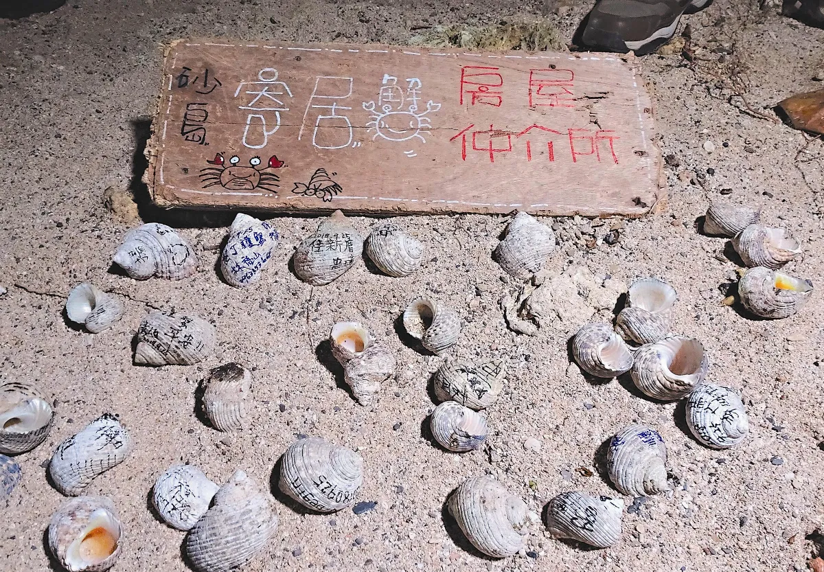 這家仲介所 只為寄居蟹服務
