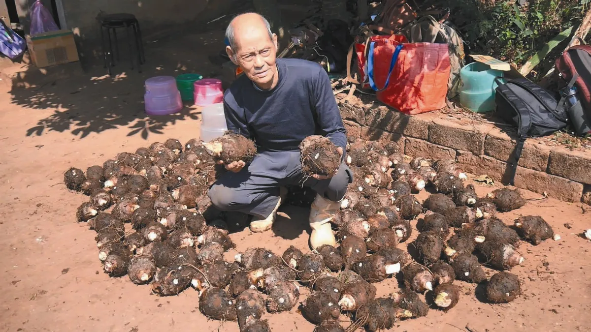 農夫年事已高 熱心網友助收、認購芋頭