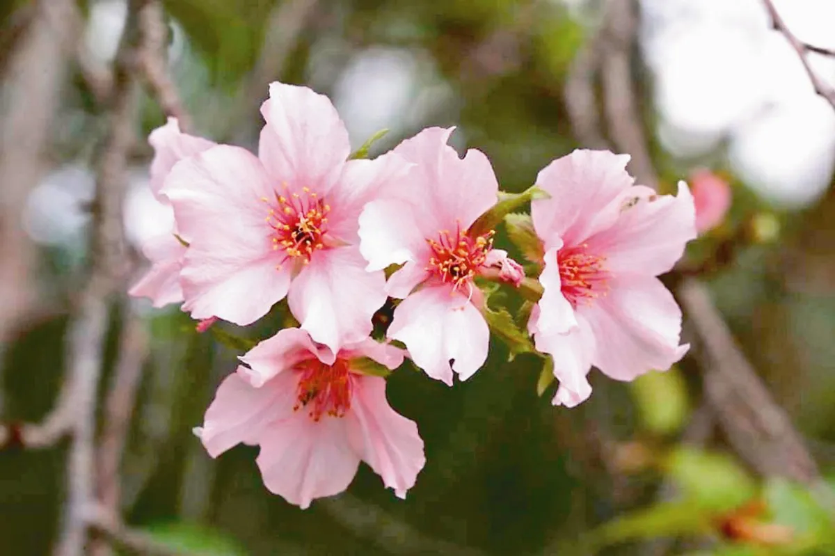 櫻花提早開 驚豔八卦山車友