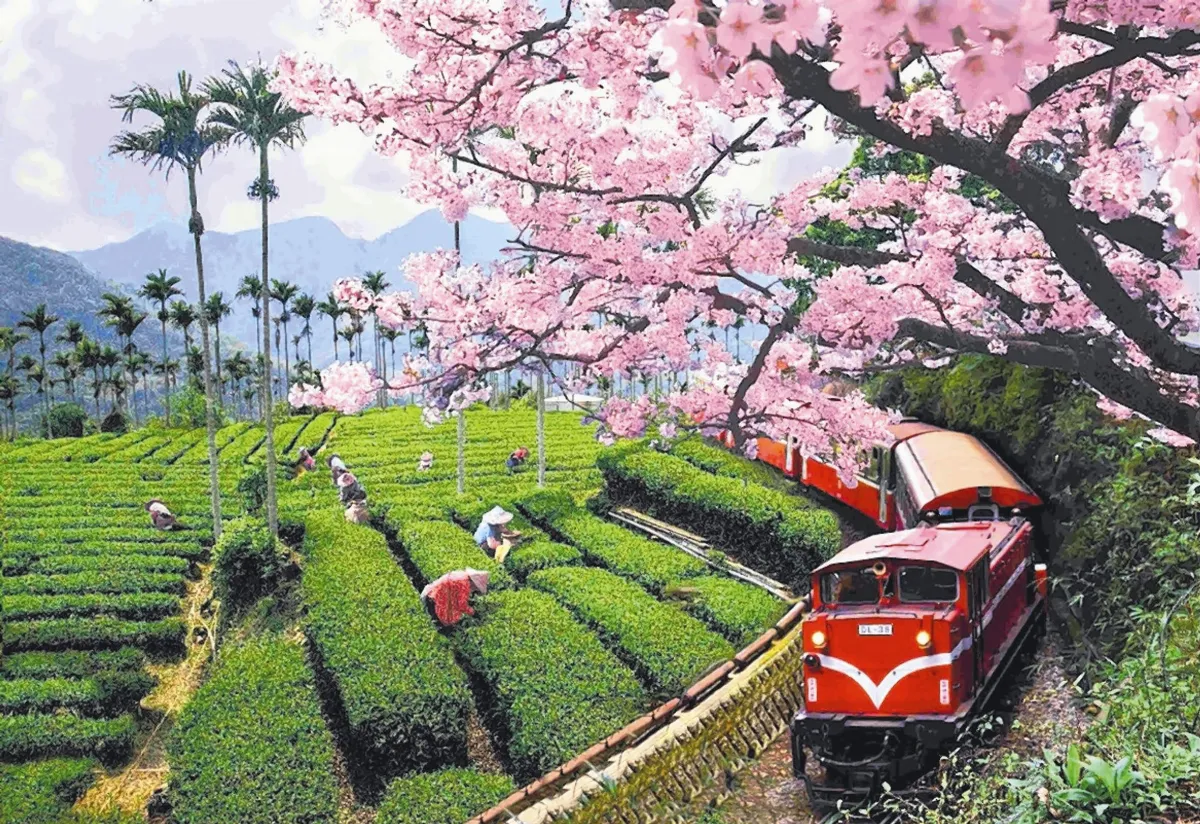 阿里山林鐵 摘日鐵道大獎