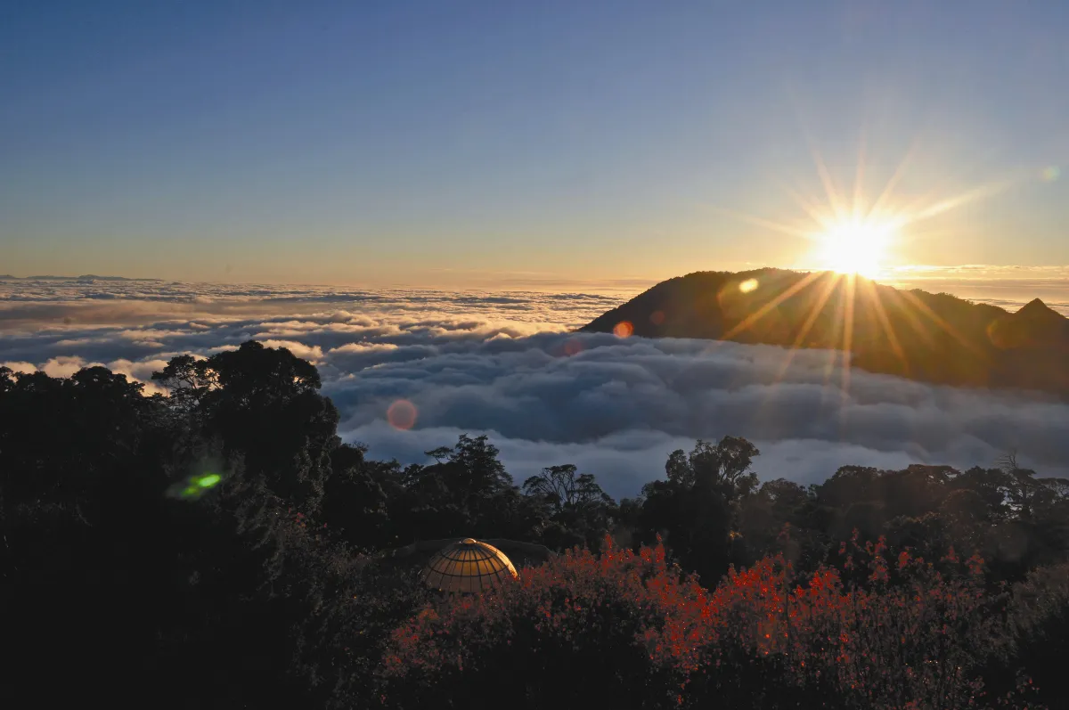 東勢大雪山 林道藏楓紅