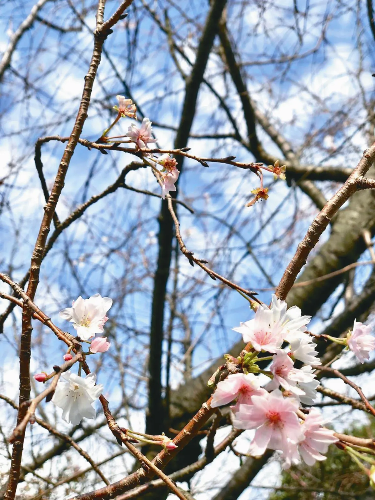颱風擾亂花期 日本櫻花開了