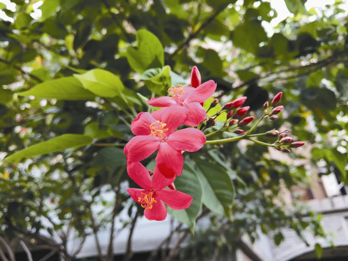 【我的心園】秋華翩翩有詩意