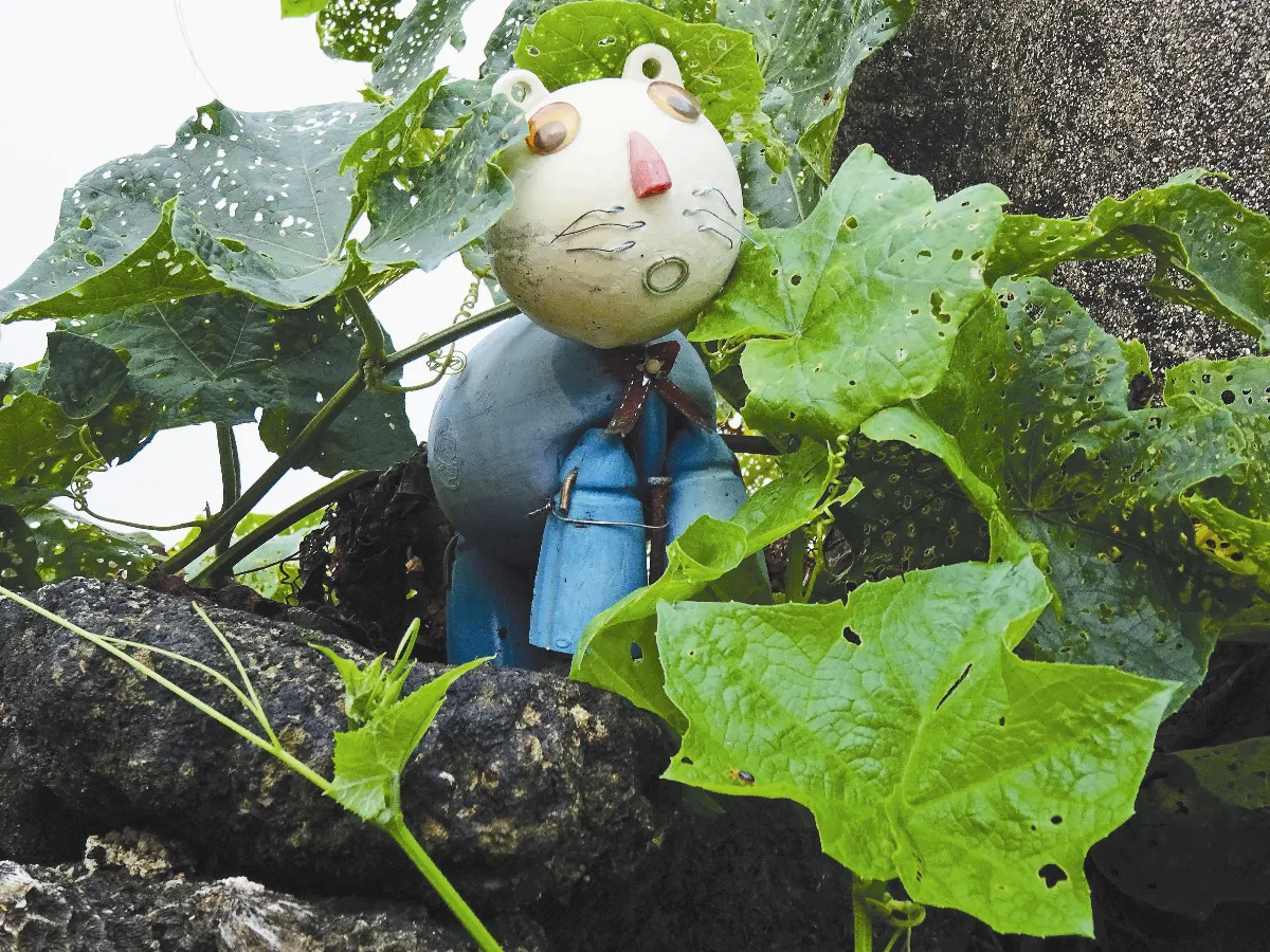 生活快門 絲瓜田裡的守護貓