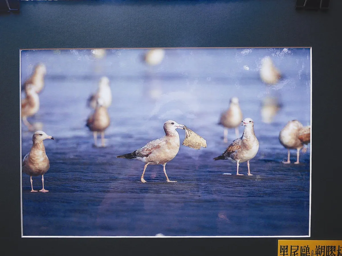 高屏溪黑尾鷗 難逃塑害