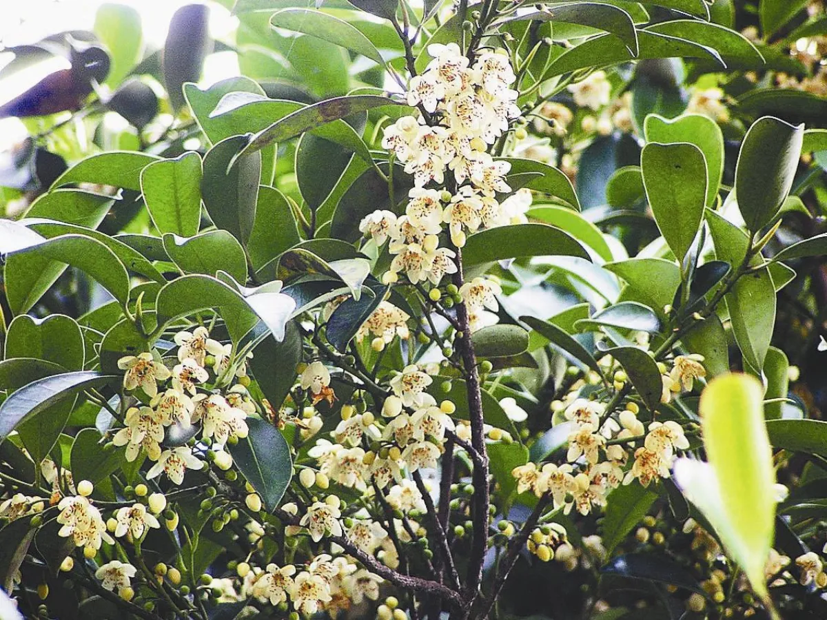 森氏紅淡比 淨化空氣高手