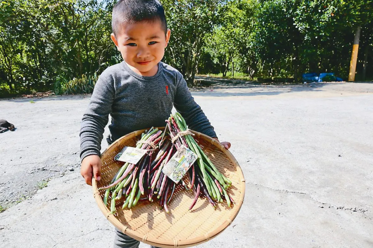 繽紛八月豆 當蔬菜、煮稀飯皆宜