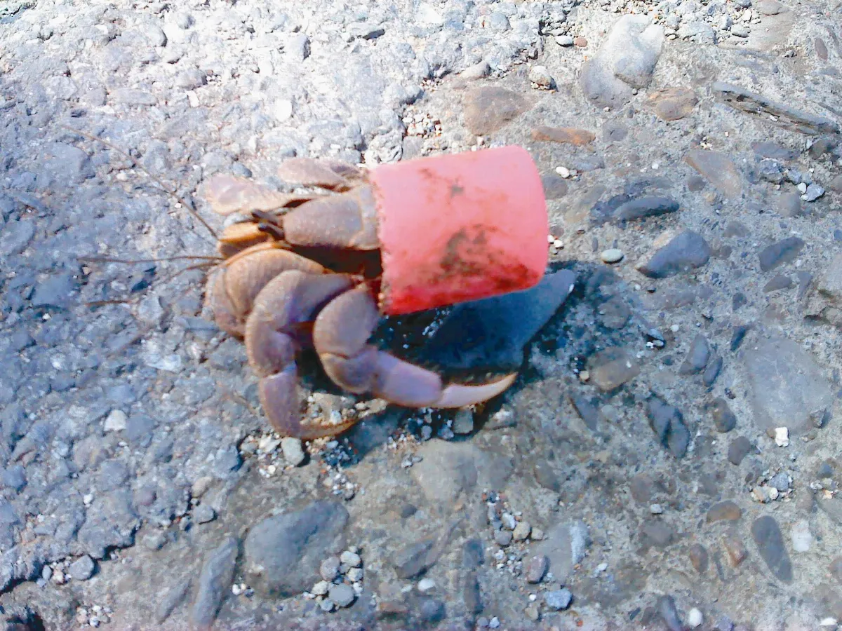 黃淑凰助35076隻寄居蟹快樂換屋