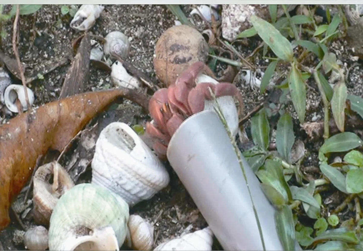 黃淑凰助35076隻寄居蟹快樂換屋