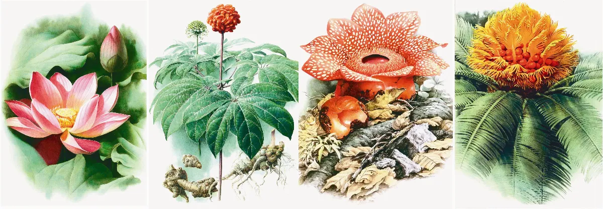 ／植物科學畫家／曾孝濂  孤行 只為描繪生命