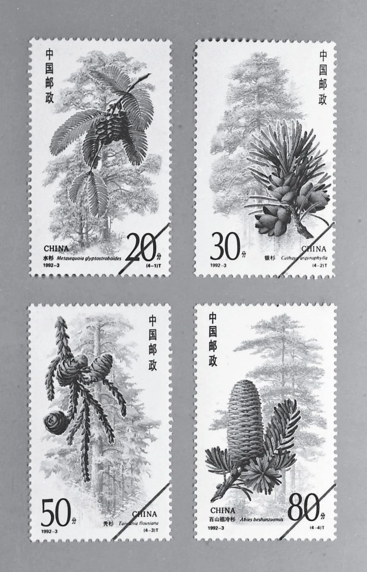 ／植物科學畫家／曾孝濂  孤行 只為描繪生命
